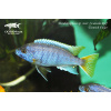 Pseudotropheus sp. 