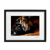 Atelier - Petr Vydra Umelecké fotografie Zvieratá - Tiger (čierny rám), Velikost a varianta fotografií Obraz na plátně ( 21x 30 cm )