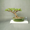 Bonsai - Bonsai - Portulacaria Afra v semi-kaskádovom štýle (Bonsai - Bonsai - Portulacaria Afra v semi-kaskádovom štýle)