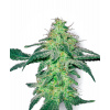White Label White Skunk regular semena neobsahují THC 10 ks