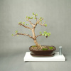Bonsai - Bonsai Portulacaria Afra v shakanskom štýle sa naklonila (Bonsai - Bonsai Portulacaria Afra v shakanskom štýle sa naklonila)