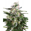 White Label White Skunk Automatic semena neobsahuji THC 3 ks