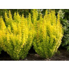 Branberry 'Golden Torch' Golden Beautiful Sedence (Branberry 'Golden Torch' Golden Beautiful Sedence)