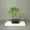 Bonsai - Bonsai - Fikus Benjamin v štýle Sokan / kmene Dwa (Bonsai - Bonsai - Fikus Benjamin v štýle Sokan / kmene Dwa)