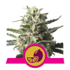 Royal Queen Seeds Lemon Shining Silver Haze Balenie: 3