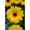 GERBERA JAMESONII do kvetináčov, REVOLUTION GOLDEN YELLOW DARK EYE, 1000 semien