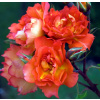 Rosa climbing ´ Arielle Dombasle ´ Clt.5