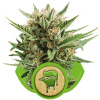 Sweet Skunk Automatic - Royal Queen Balenie: 10ks