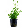 Tropica Bacopa australis - 1 ks