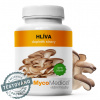 Hliva MycoMedica
