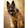 Diamantové malování Norimpex 40x30 cm Německý ovčák v podzimním světle