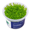 Aqua Art Micranthemum micranthemoides - In Vitro (Aqua Art)