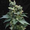 T.H.Seeds™ Semená kanabisu SAGE™n Kyslé, rôzne balenia, bežné 5+1 pcs