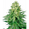Sensi Seeds Cannabis Seeds White Widow Regular od White Label, 10 ks