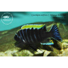Cynotilapia aurifrons 'Mphanga Rocks' - 4-5,5