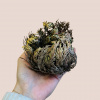 Selaginella lepidonhylla (Ruža z Jericha)