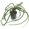 Tropica Crinum calamistratum - 1 ks