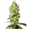White Label White Widow Automatic semena neobsahuji THC 10 ks