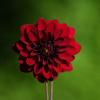 Georgína Thomas Edison - Dahlia - cibuľoviny - 1 ks