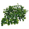 Lucky Reptile Turtle Plants Bacopa cca 40 cm