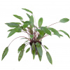 Tropica Cryptocoryne beckettii 'Petchii' - 1 ks