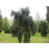 Douglaska tisolistá Pendula (kontajner C3)