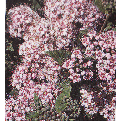 Tavoľník japonský ´Little Princess´ (Spiraea japonica ´Little Princess´)