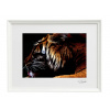 Atelier - Petr Vydra Umelecké fotografie Zvieratá - Tiger (Biely rám), Velikost a varianta fotografií Fotografie na akrylátovém skle ( 21x 30 cm )