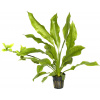 Tropica Echinodorus 'Bleherae' - 1 ks