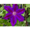 Plamienok Wildfire (kontajner C2 - 2 litre)