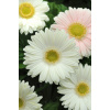 GERBERA JAMESONII do kvetináčov, REVOLUTION WHITE LIGHT EYE, 1000 semien