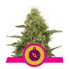 Royal Queen Seeds Northern Lights Balenie: 3