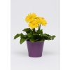 GERBERA JAMESONII do kvetináčov, REVOLUTION YELLOW LIGHT EYE, 1000 semien