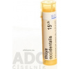 Thuya Occidentalis gra.1 x 4 g 15CH