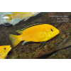 Labidochromis yellow žlté cichlidy - 3,5-4cm