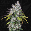 T.H.Seeds™ Cannabis Seeds Underdawg™, rôzne balenie, feminizované 5+1 pcs