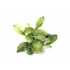 Anubias Nana „Pinto“ košík Dennerle RARYTAS