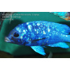 Placidochromis sp. 'phenochilus Tanzania' Lupingu - 3,5-4,5cm