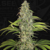 T.H.Seeds™ Semená kanabisu SAGE™ CBD, rôzne balenia, feminizované 5+1 pcs