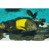 Tropheus sp. kaiser Ikola - 4-5cm