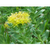 Rozchodnica ružová - Zlatý koreň (Rhodiola rosea)