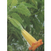 Durman krvavočervený 3 s (Brugmansia sanguinea)