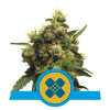 Royal Queen Seeds Painkiller XL CBD Balenie: 5
