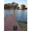 Glauca Globosa pichľoval smrek na kufri 110 cm (Glauca Globosa pichľoval smrek na kufri 110 cm)