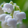 Lily of the Valley - vonný olej na výrobu sviečok (Konvalinka - vôňa do vosku)