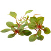 Dennerle Plants Ludwigia palustris Super Red - 1 ks