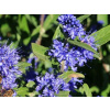 Orechokrídlec klandonský Kew Blue (kontajner p9)