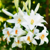 Lily Lily Cibuľa sv. Antoni Candidum 1 PC (Lily Lily Cibuľa sv. Antoni Candidum 1 PC)
