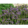 Šišák bajkalský (Scutellaria baicalensis)