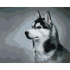 Maľovanie podľa čísel Sibírsky husky, 80x100 cm, bez rámu a bez vypnutia plátna (6051732)